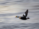 King Eider in flight