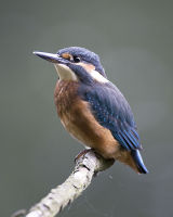 Kingfisher