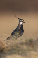 Lapwing portrait