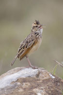 Crested Lark