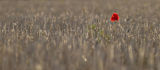 Last Poppy of summer
