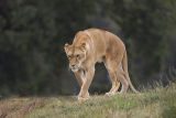 Lioness stalking