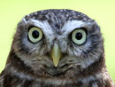 Little Owl (controlled conditions)