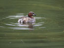 Little Grebe