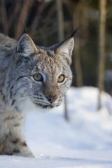 Lynx in forest snow