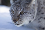 Lynx close up headshot