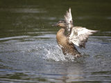 Mallard bathing