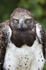 Humourless Martial Eagle