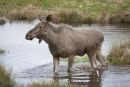 European Elk (Moose) fording stream