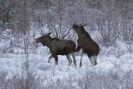 Two male Moose!