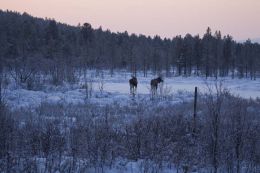 Moose