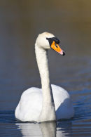 Mute Swan
