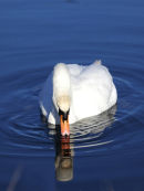 Mute Swan on icy blue water