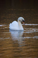 Mute Swan at dawn in December