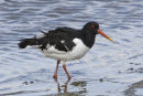 Oyster Catcher