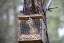 Red Squirrel ingenuity