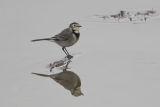 Pied Wagtail and reflection