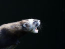 Polecat (controlled conditions)