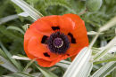 Poppy