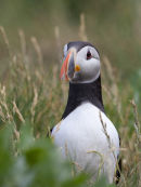 Puffin