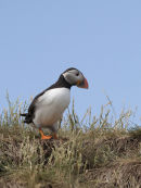 Puffin