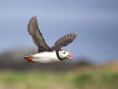 Puffin in flight