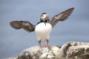 Puffin with wings spread