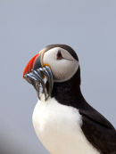 Puffin with sand eels