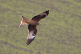 Red Kite