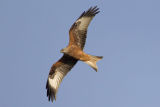 Red Kite