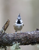 Crested Tit