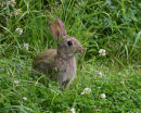 Rabbit