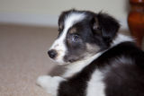 Border Collie Puppy