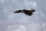 Raven in flight