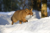 Red Fox in snow