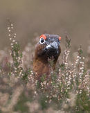 Red Grouse