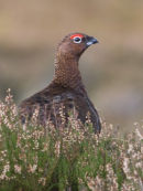 Red Grouse