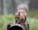 Red Squirrel