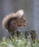 Red Squirrel