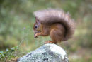 Red Squirrel