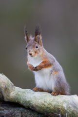 Red Squirrel feeding