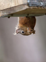 Cheeky Red Squirrel