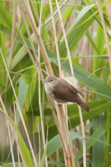 Reed Warbler