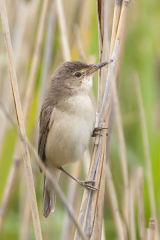 Reed Warbler