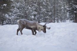 Reindeer foraging in snow