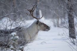 Reindeer Headshot