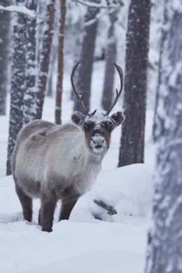 Reindeer in woodland