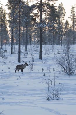 Reindeer in woodland