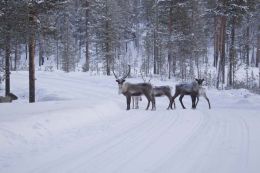 Reindeer road hazard