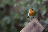 Robin